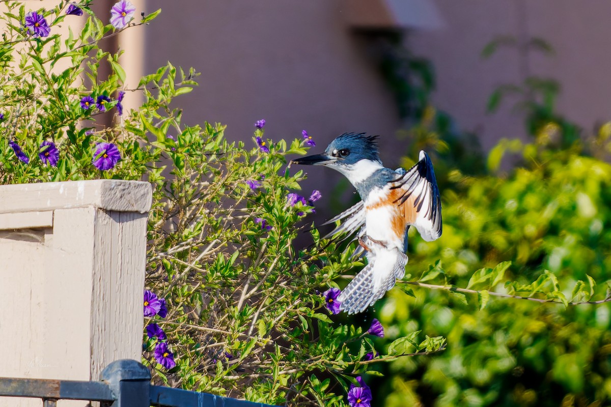 Belted Kingfisher - ML646566218