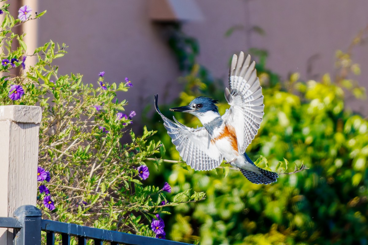 Belted Kingfisher - ML646566219