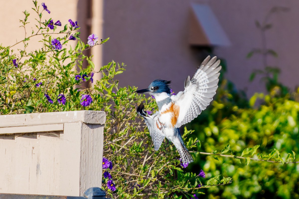 Belted Kingfisher - ML646566220