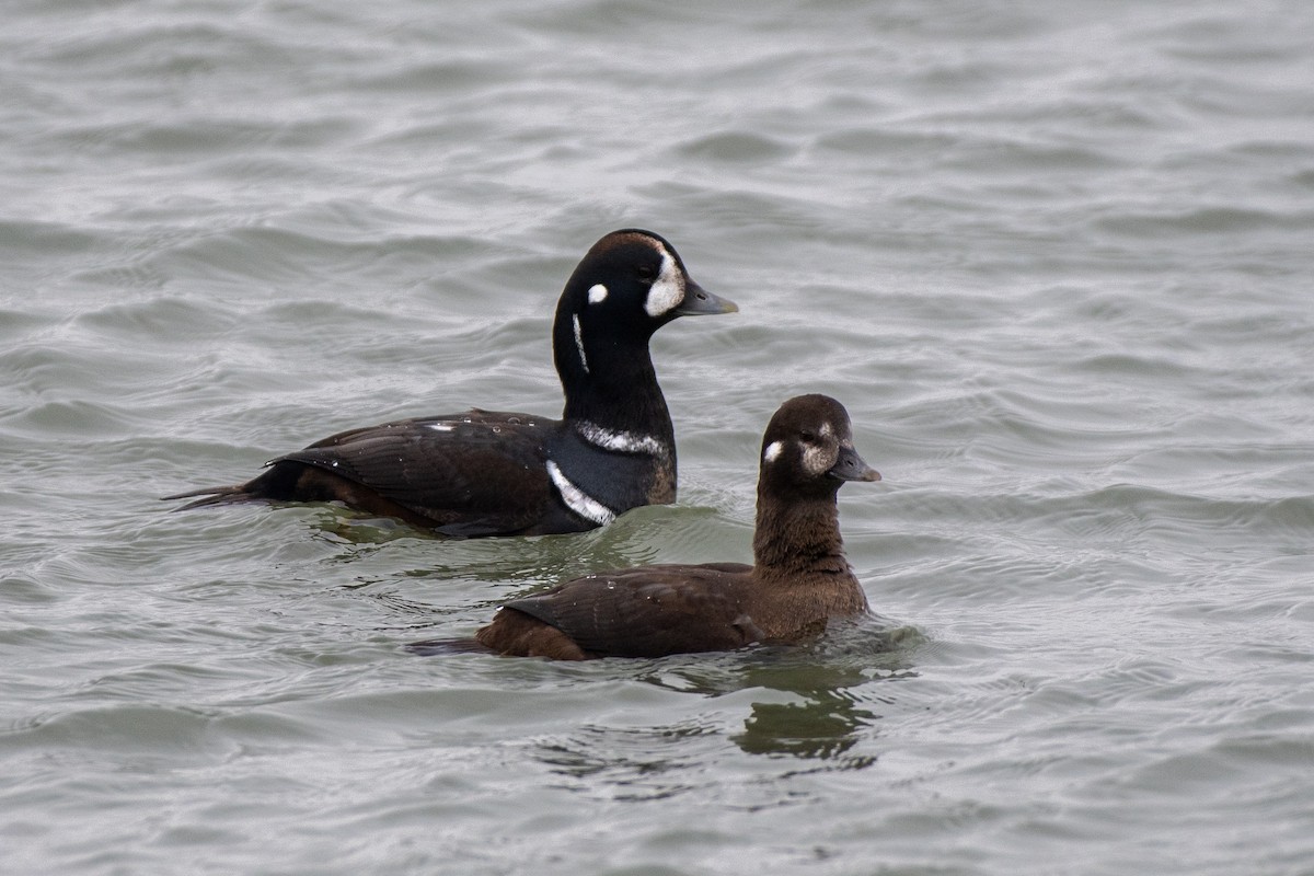 Palyaço Ördeği - ML646566224