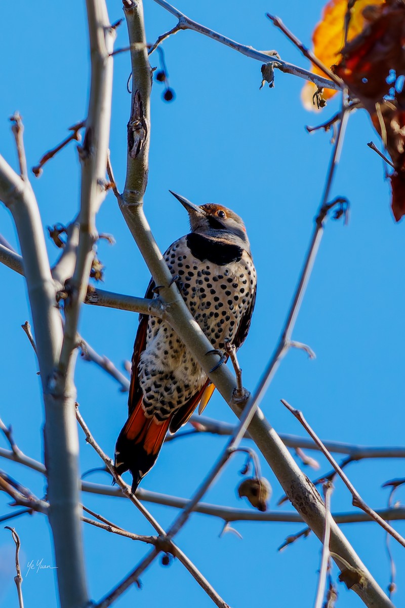 Northern Flicker - ML646566226