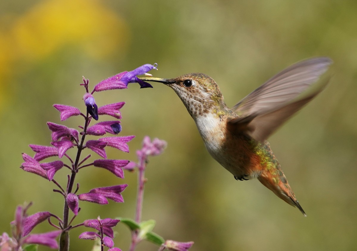 Rufous Hummingbird - ML646566228