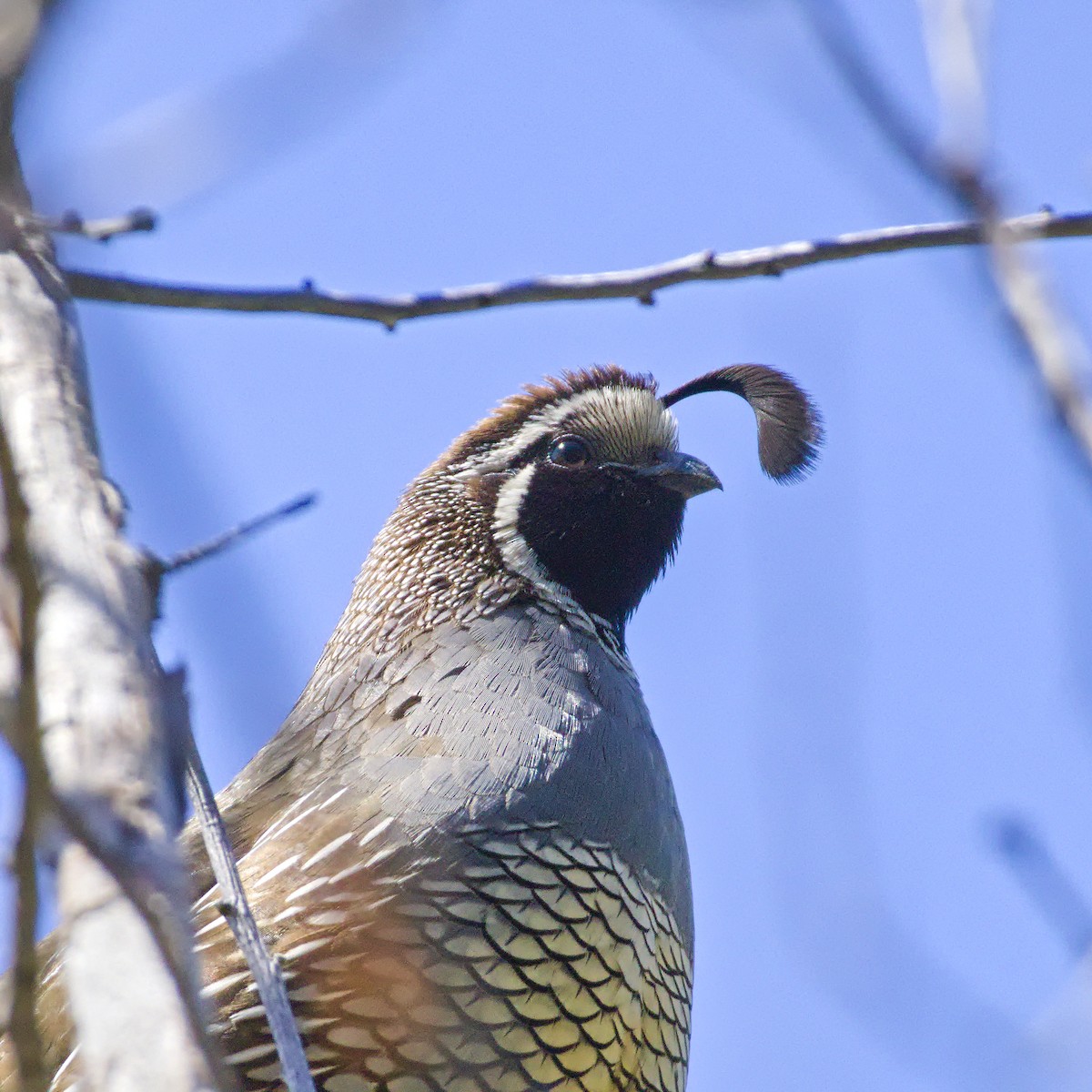 California Quail - ML646566235