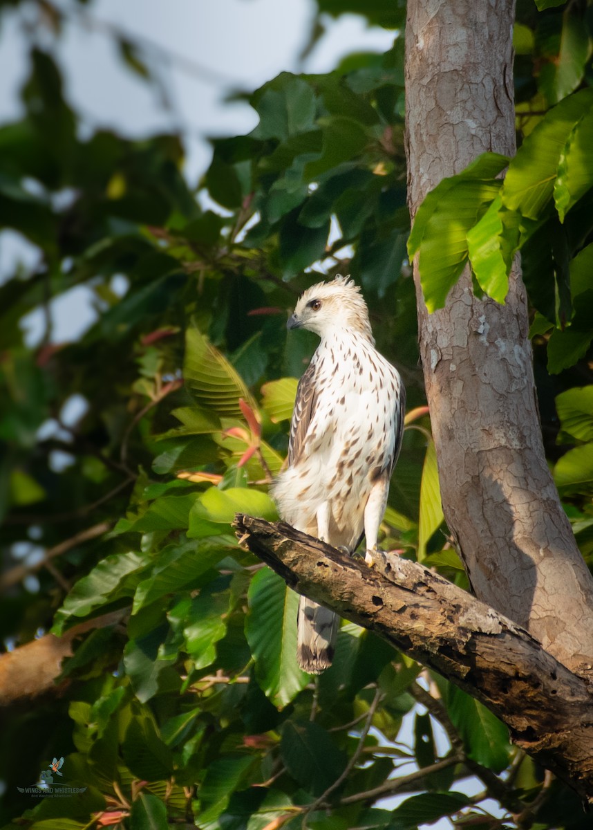 Changeable Hawk-Eagle - ML646566236