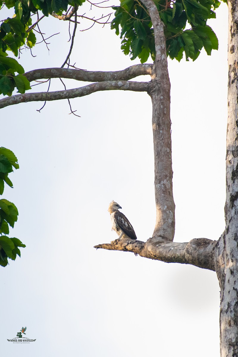 Changeable Hawk-Eagle - ML646566237