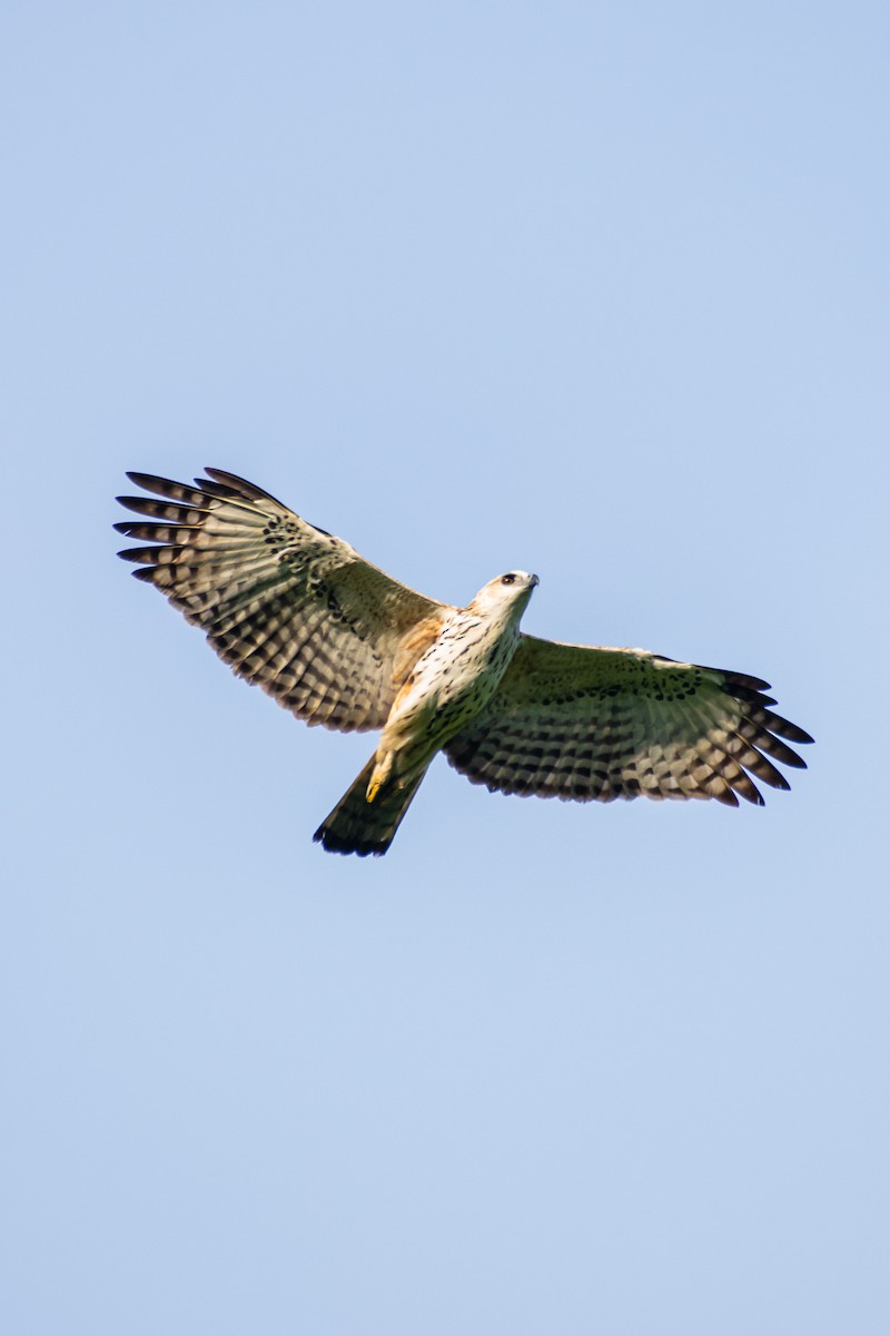 Changeable Hawk-Eagle - ML646566238
