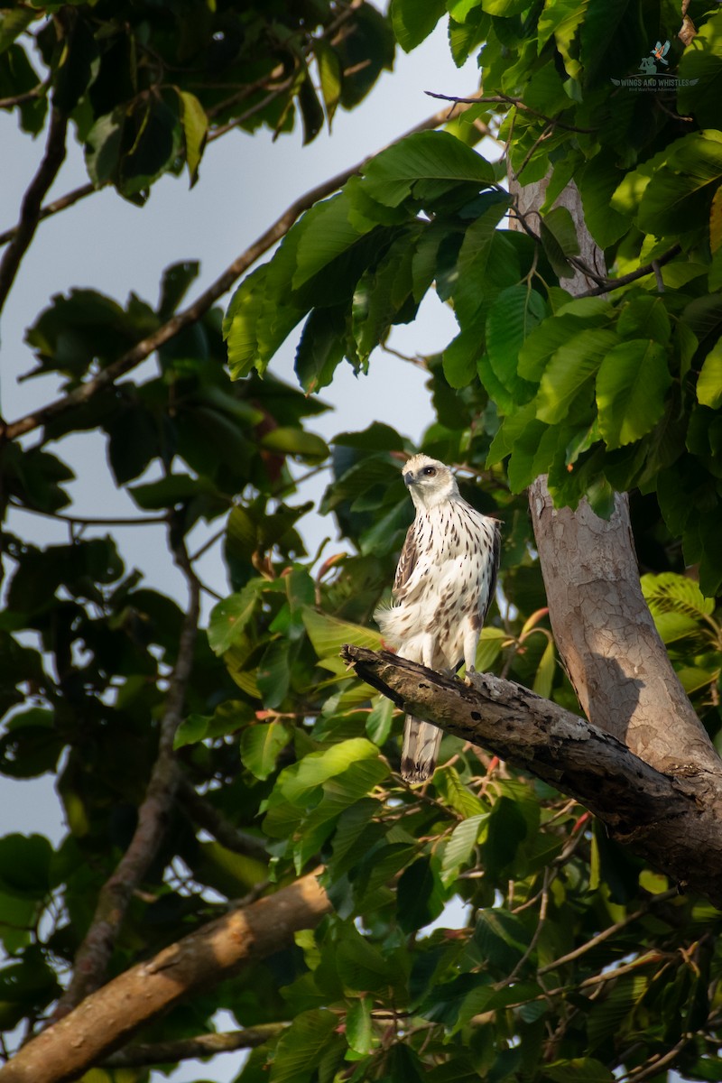 Changeable Hawk-Eagle - ML646566239