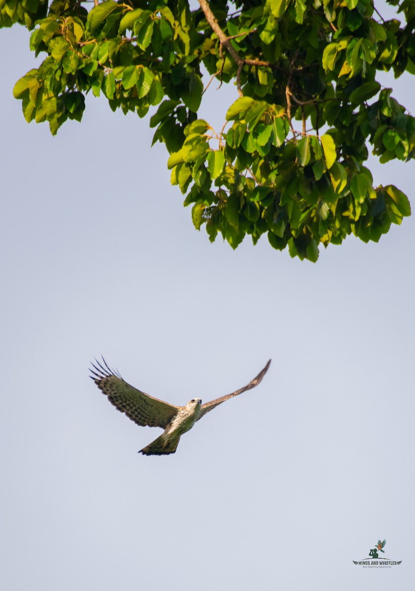 Changeable Hawk-Eagle - ML646566240