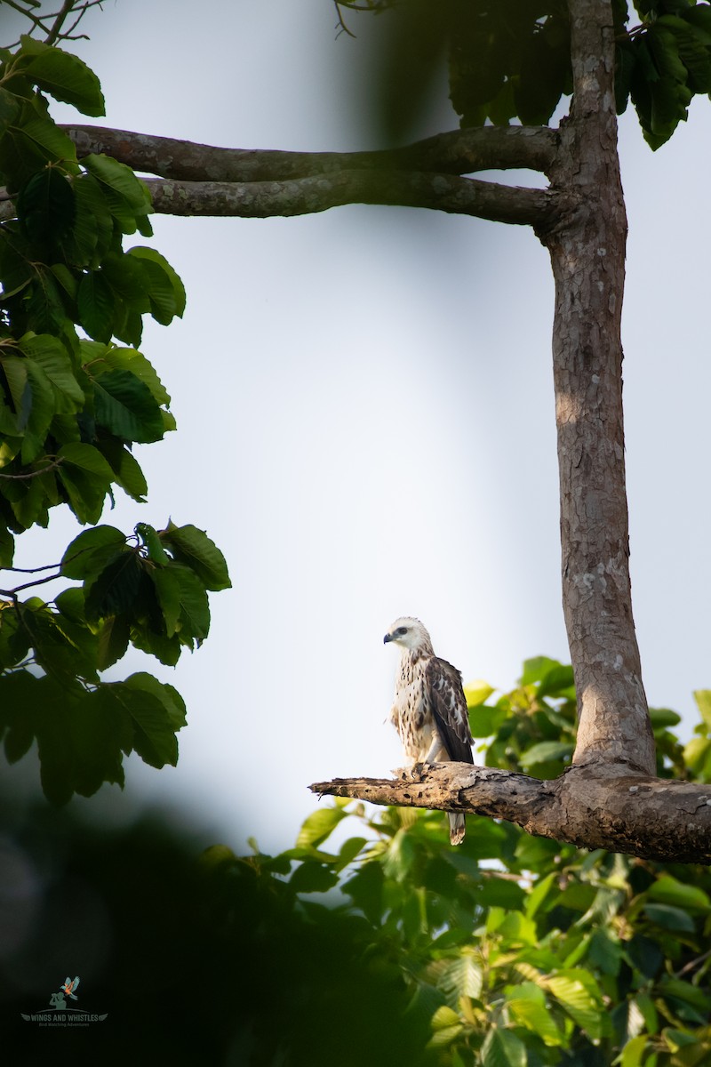 Changeable Hawk-Eagle - ML646566241