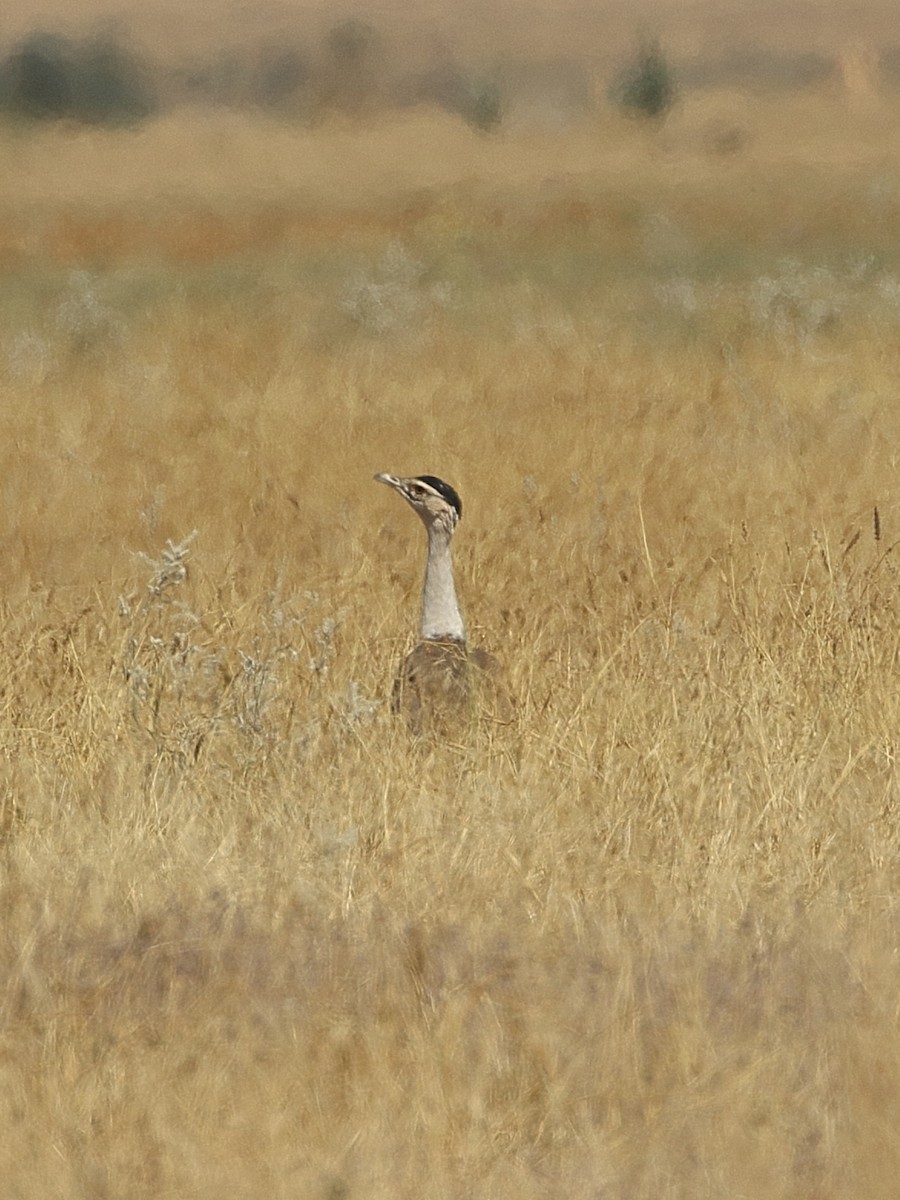 Great Indian Bustard - ML646566243