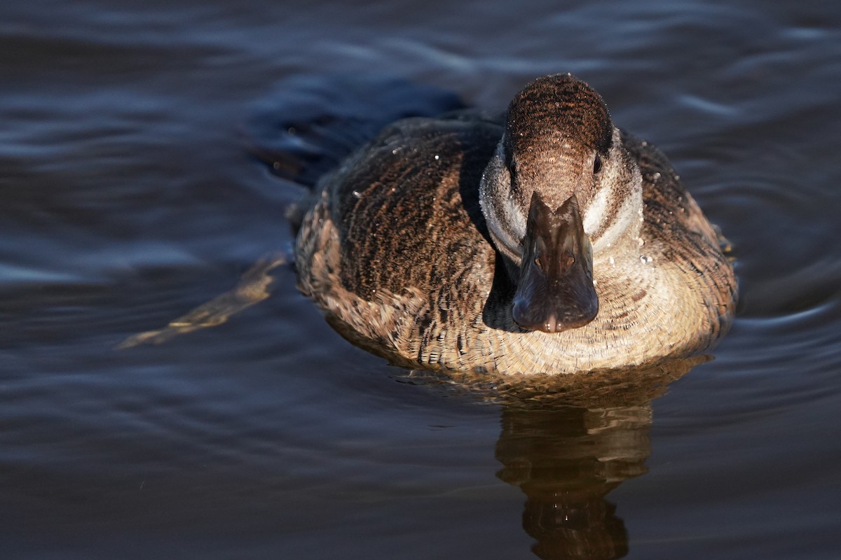 Американская савка - ML646566247