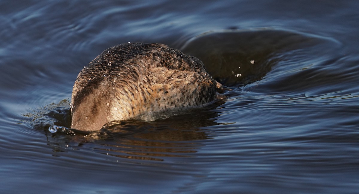 Американская савка - ML646566248