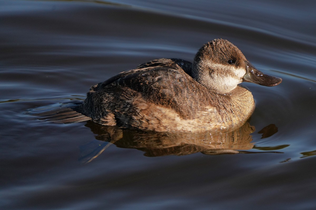 Американская савка - ML646566249