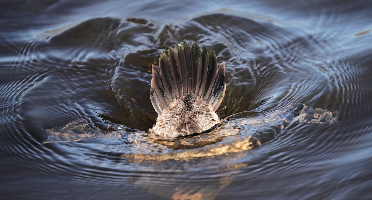 Американская савка - ML646566250