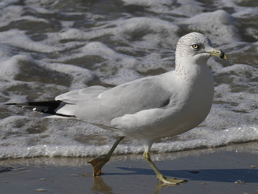 Gaviota de Delaware - ML646566251