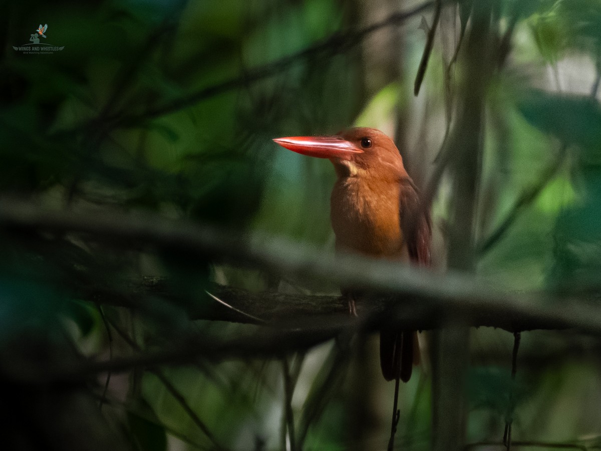 Ruddy Kingfisher - ML646566255