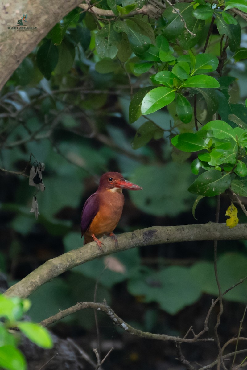 Ruddy Kingfisher - ML646566256