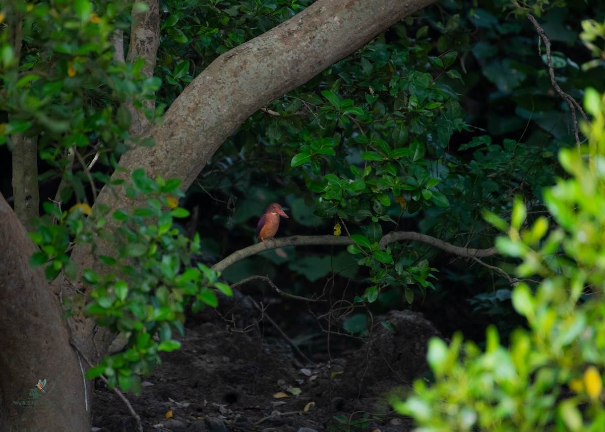 Ruddy Kingfisher - ML646566257