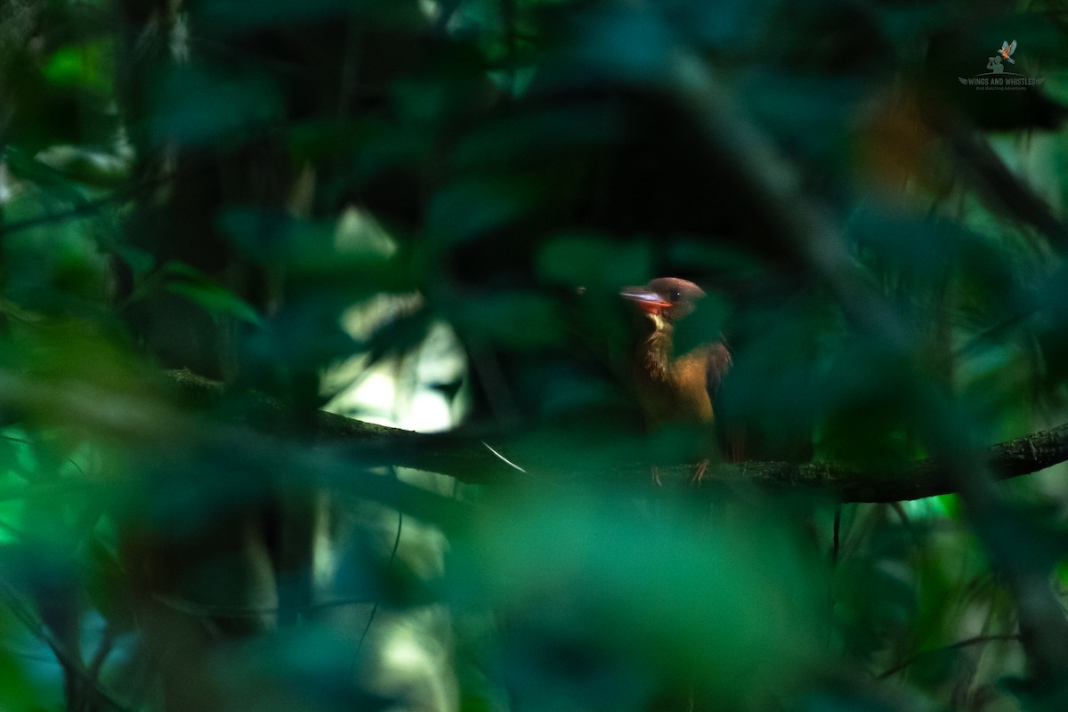 Ruddy Kingfisher - ML646566258