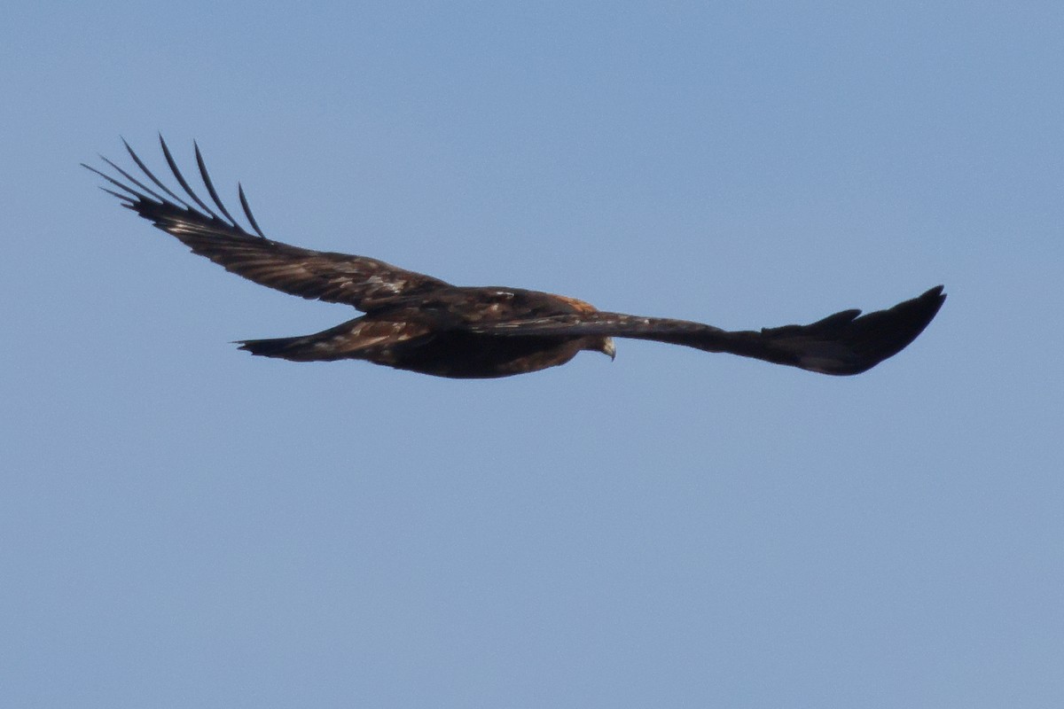 kongeørn - ML646566264