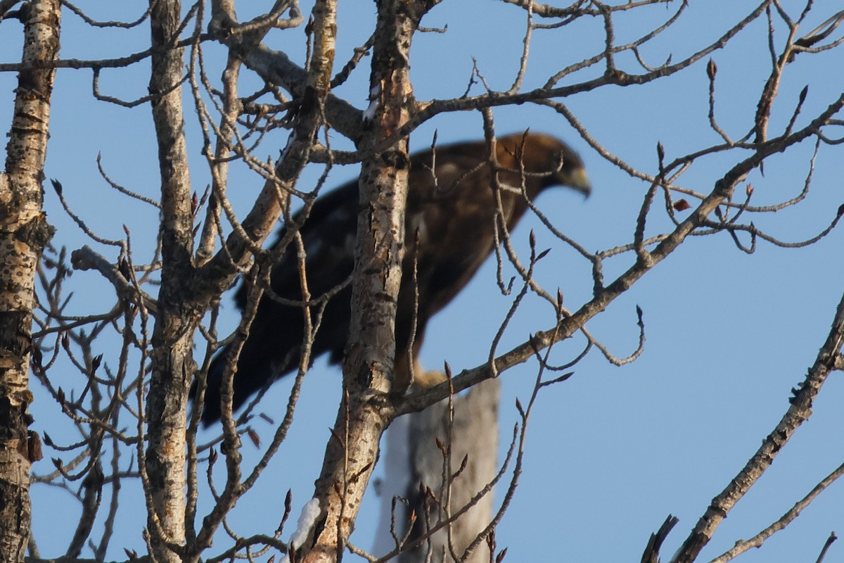 kongeørn - ML646566265