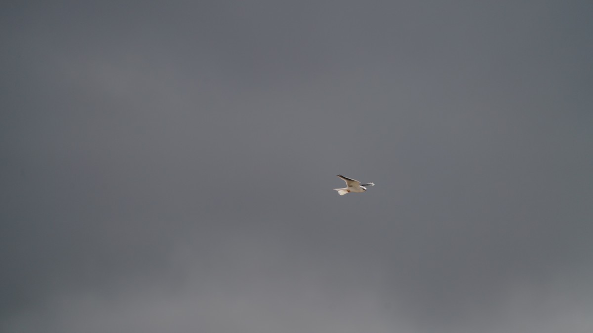 White-tailed Kite - ML646566268