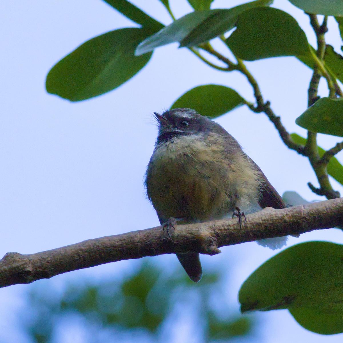 New Zealand Fantail - ML646566273