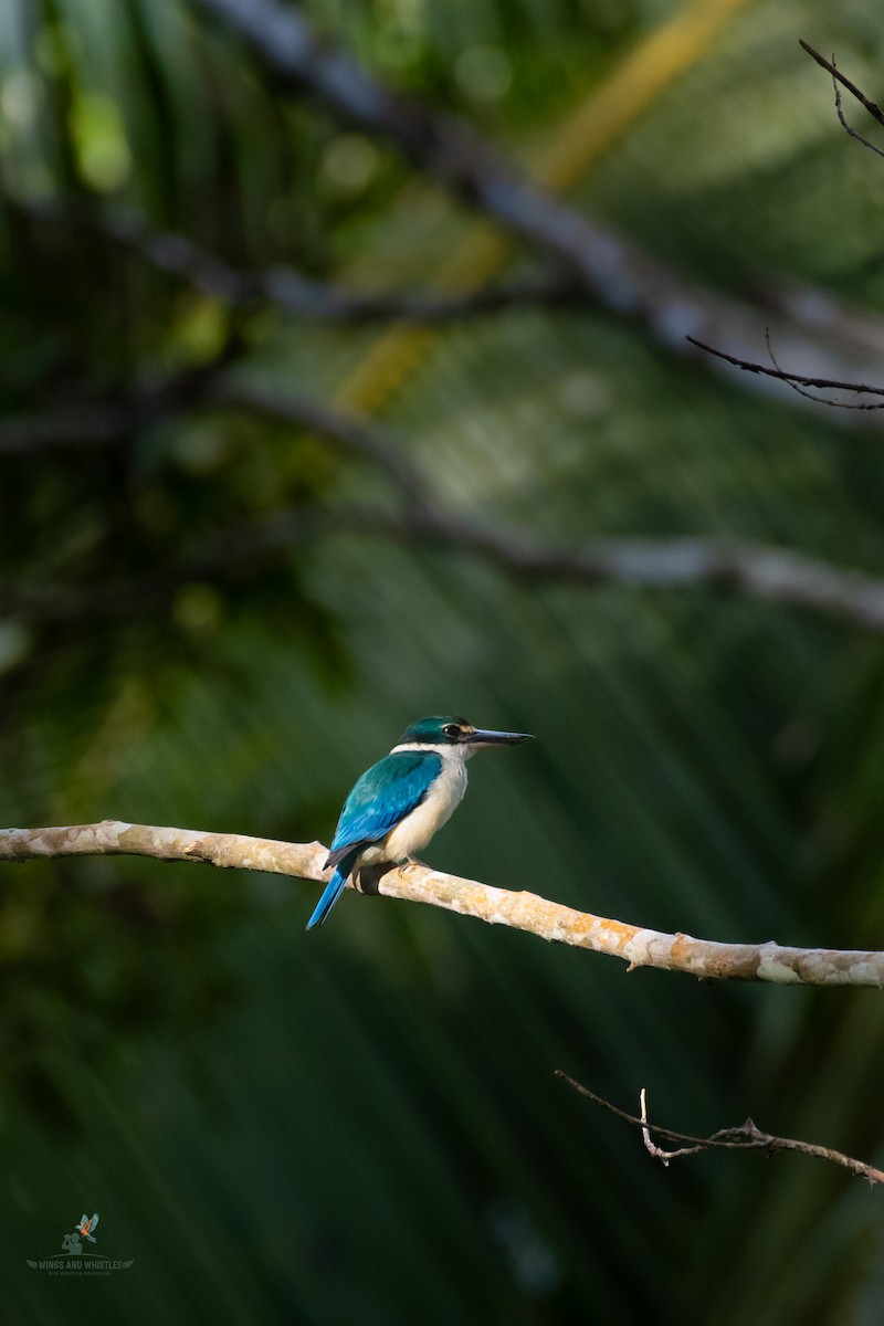 Collared Kingfisher - ML646566274