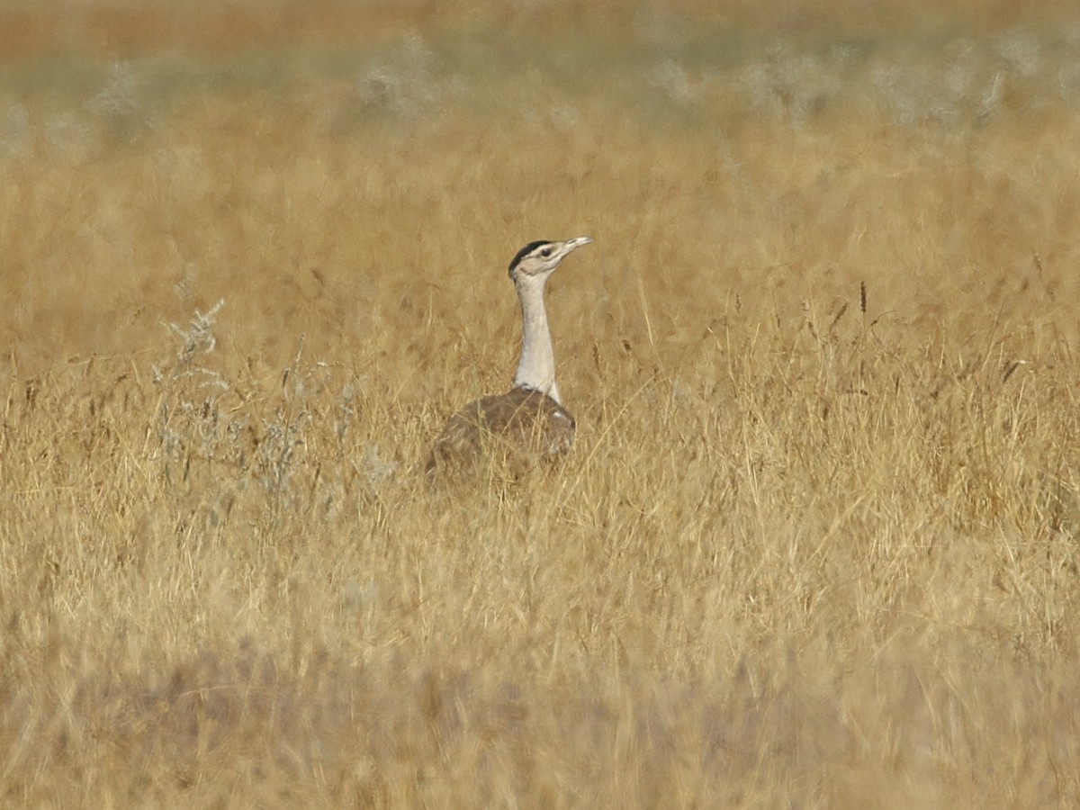 Great Indian Bustard - ML646566277