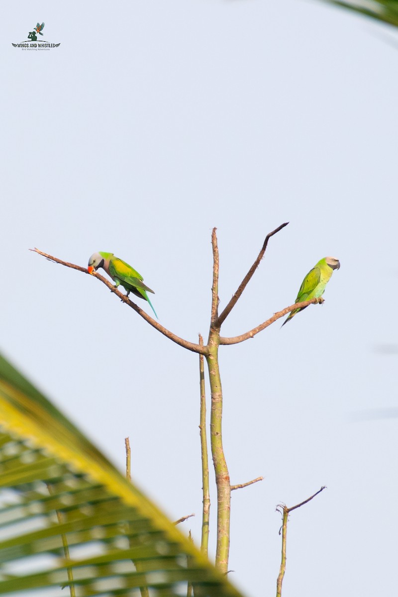 Red-breasted Parakeet - ML646566279