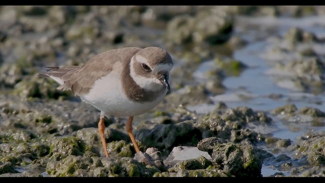 Common Ringed Plover - ML646566283