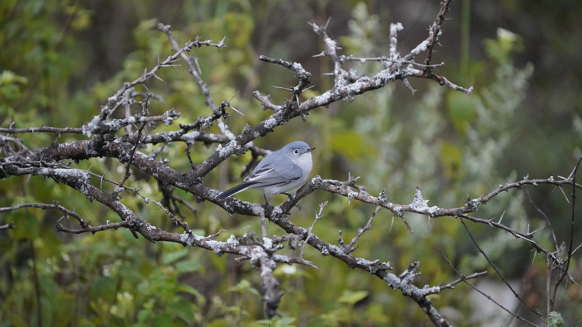 Blue-gray Gnatcatcher - ML646566286