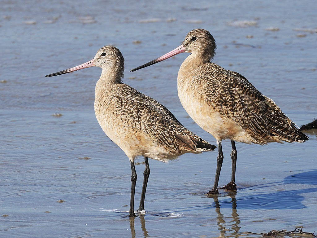 Aguja Canela - ML646566289