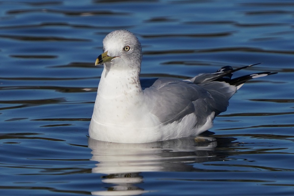 Ring-billed Gull - ML646566290