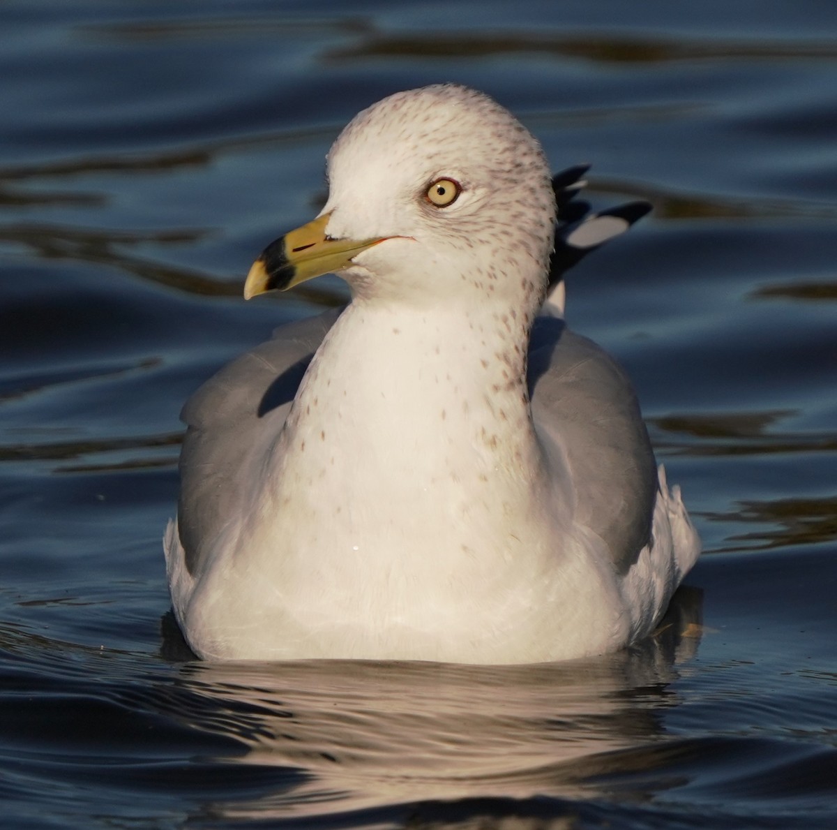 Ring-billed Gull - ML646566291