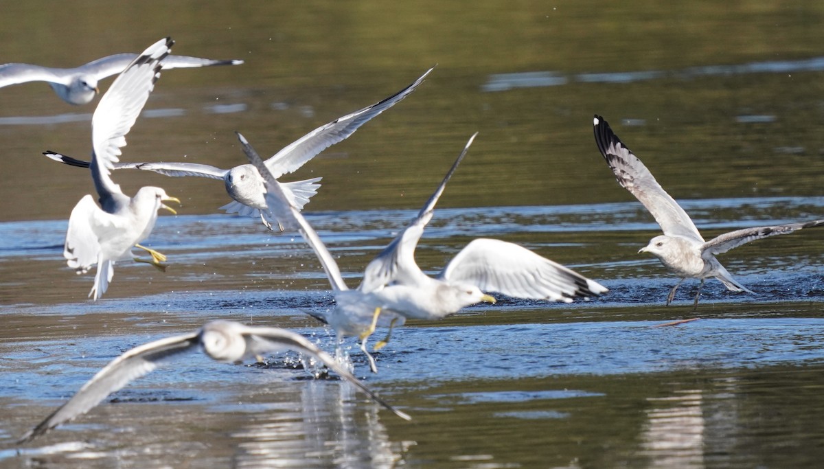 Ring-billed Gull - ML646566292