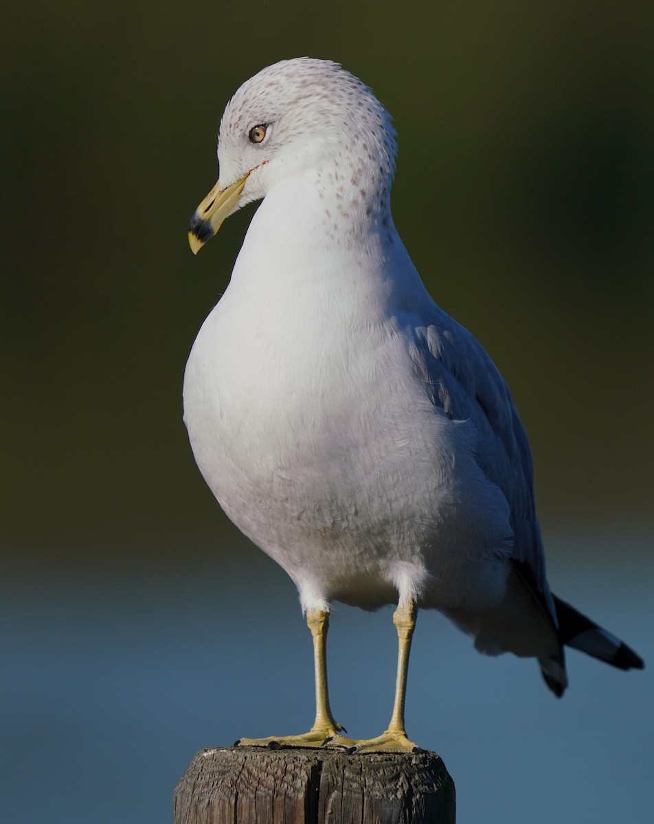 Ring-billed Gull - ML646566293