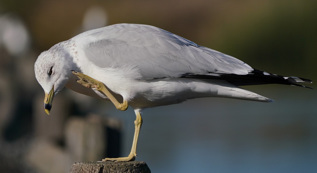 Ring-billed Gull - ML646566294