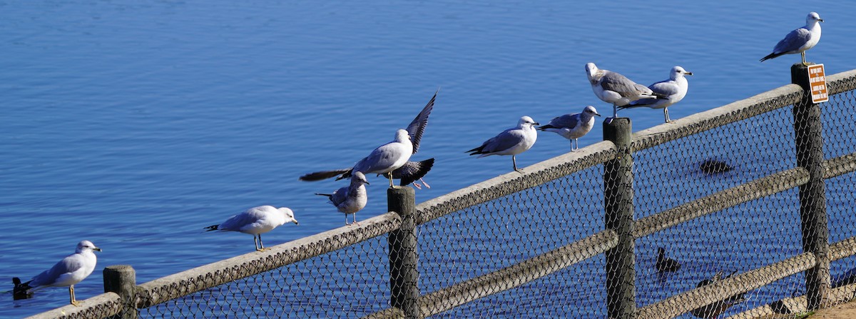 Ring-billed Gull - ML646566295