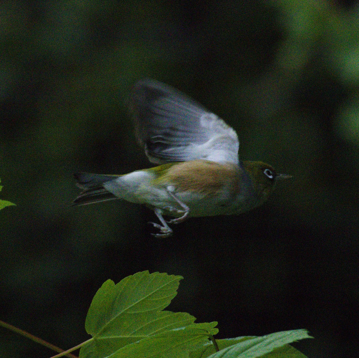 Silvereye - ML646566296