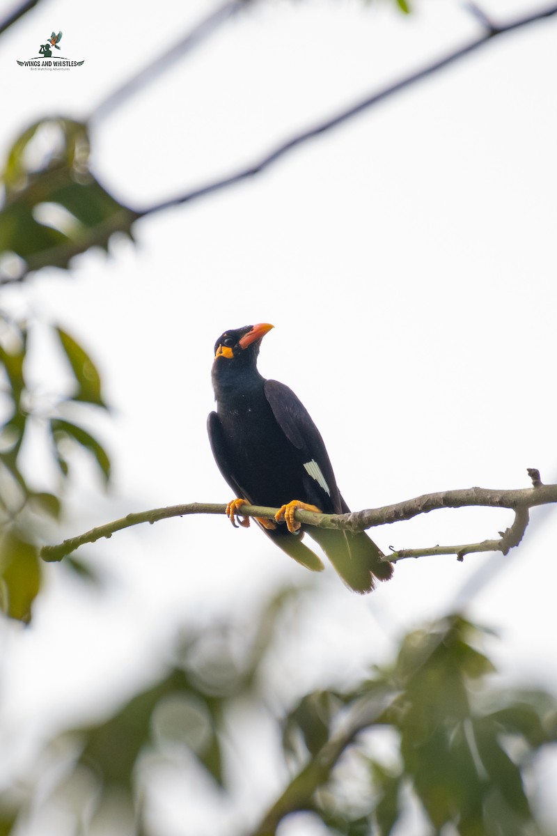 Common Hill Myna - ML646566297