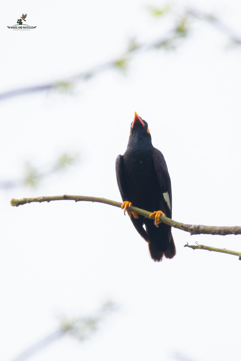 Common Hill Myna - ML646566298