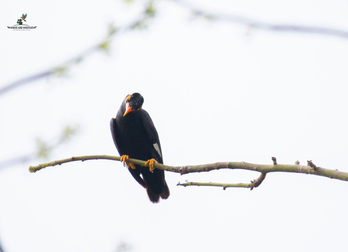 Common Hill Myna - ML646566299