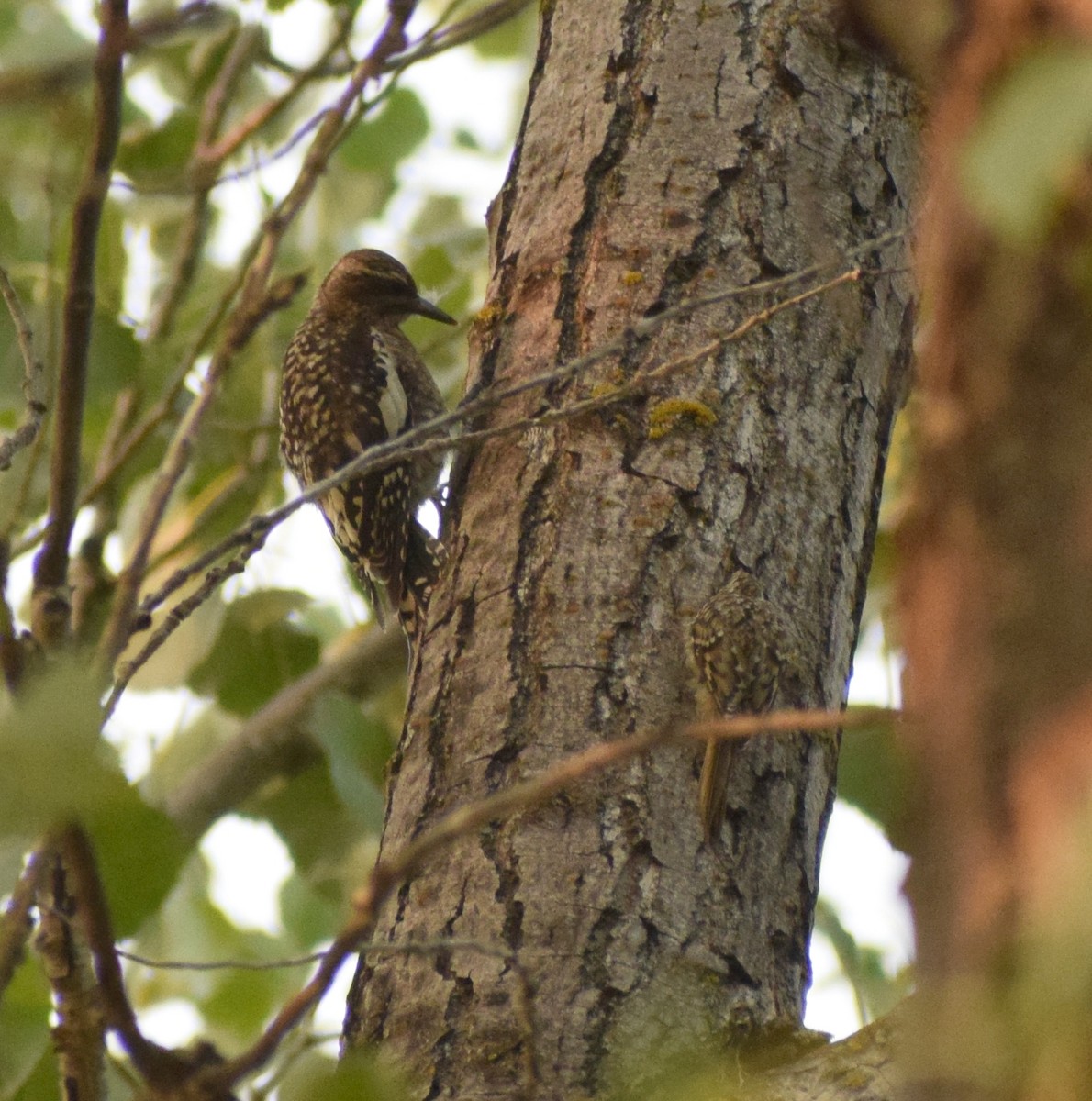 kanadasevjespett - ML646566303