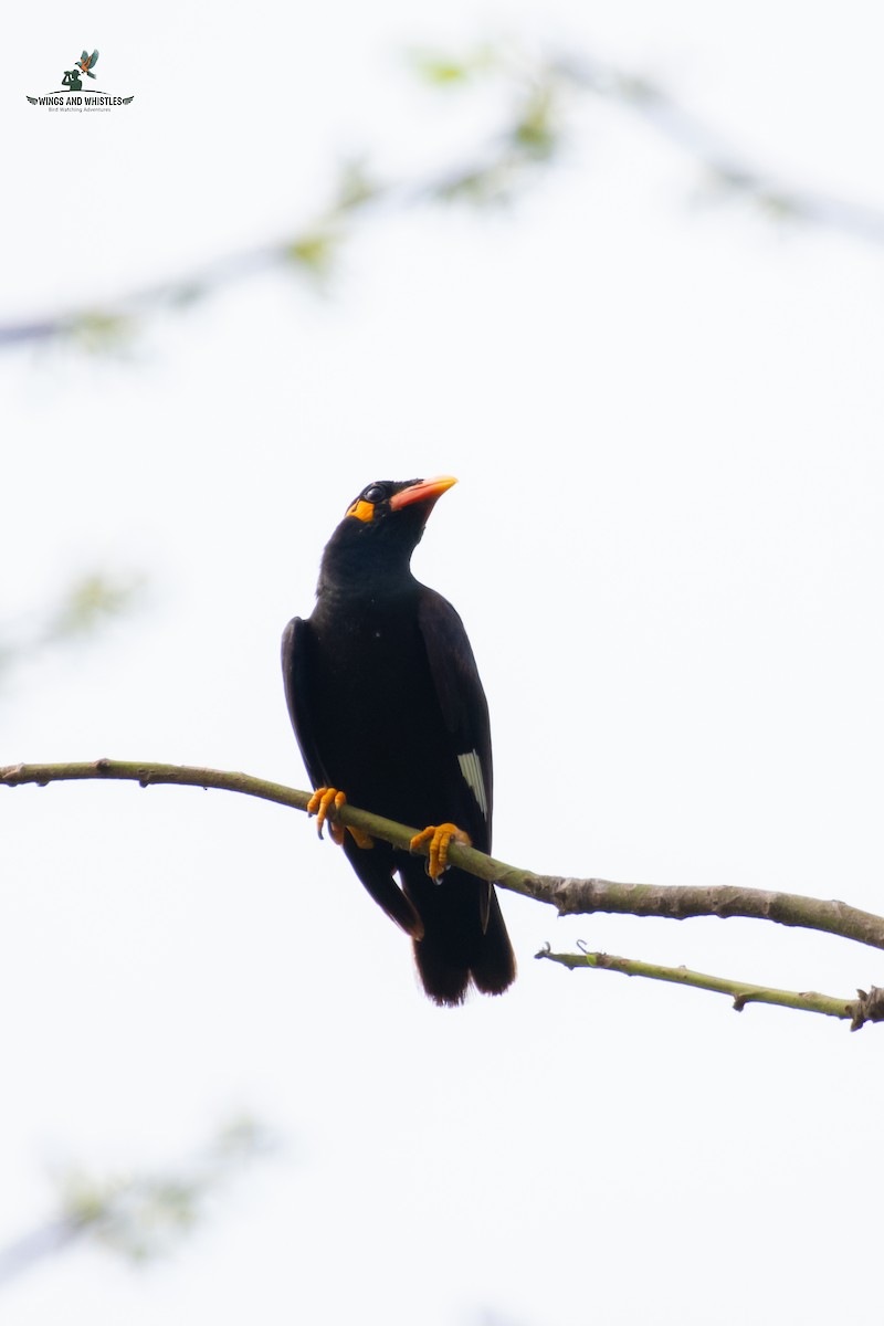 Common Hill Myna - ML646566307