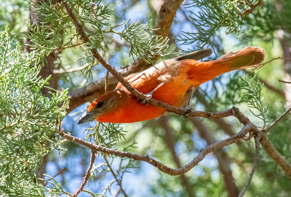 Zinnoberkardinal - ML646566312