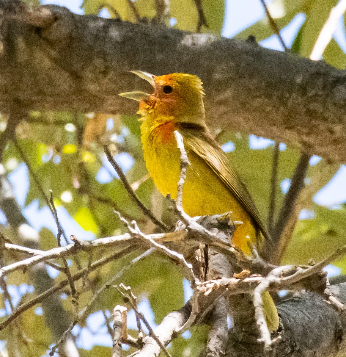 Sommerkardinal - ML646566316