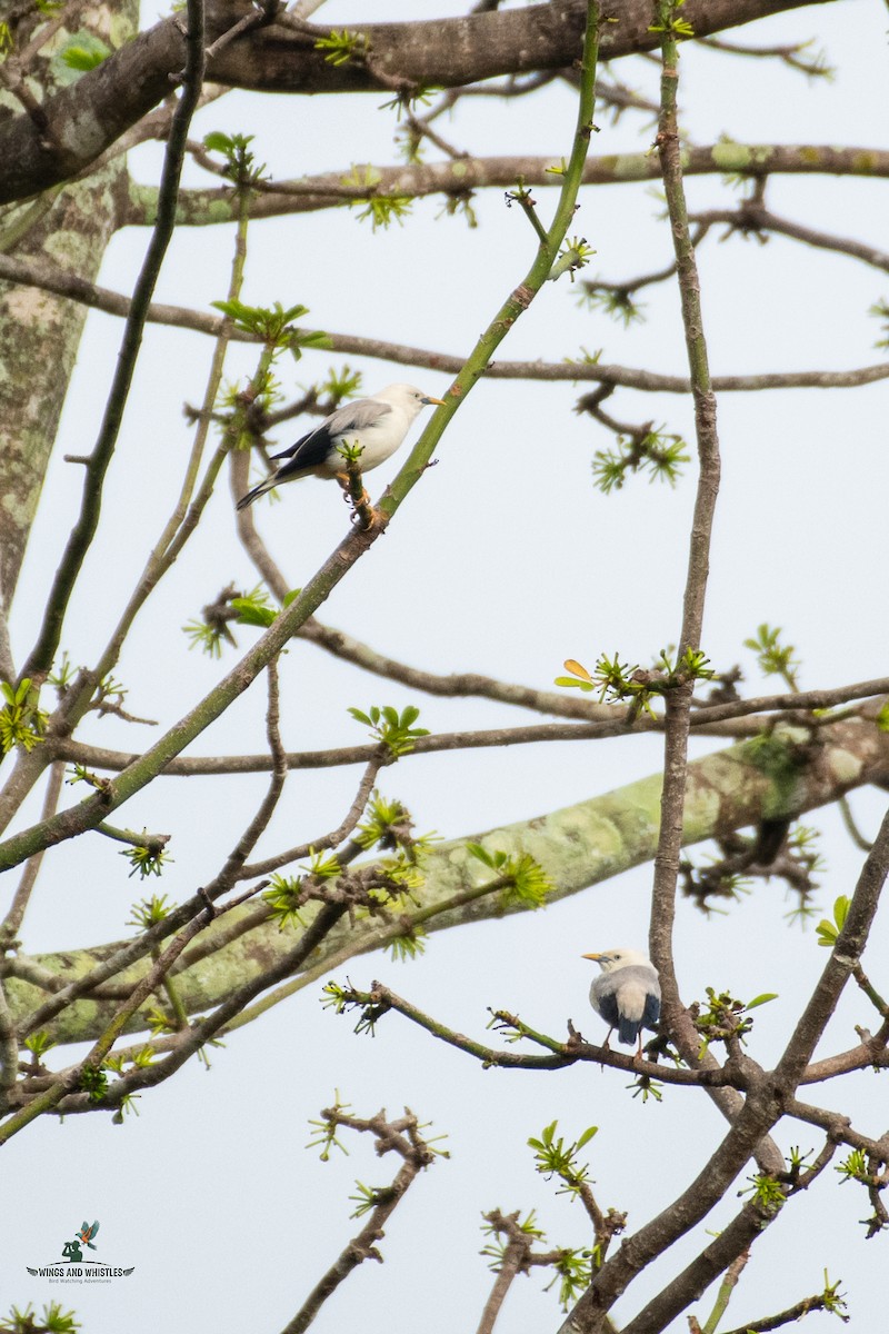 White-headed Starling - ML646566317