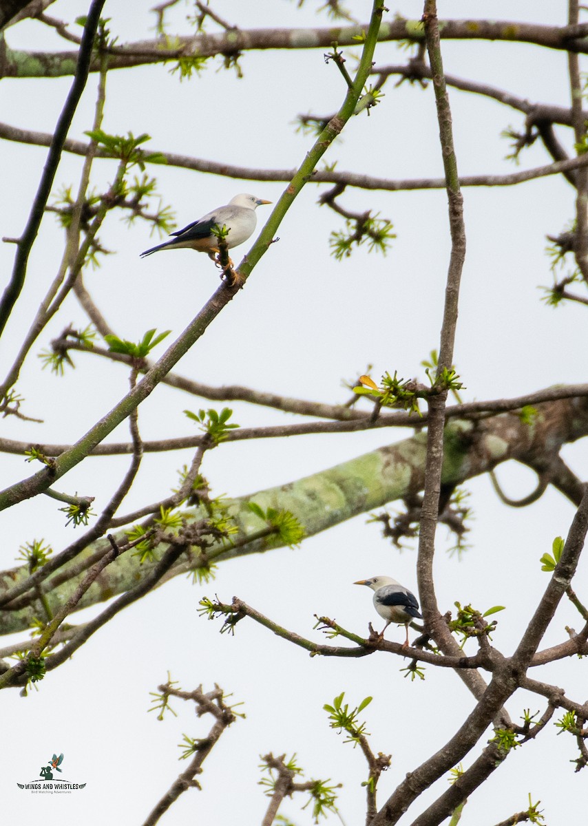 White-headed Starling - ML646566318