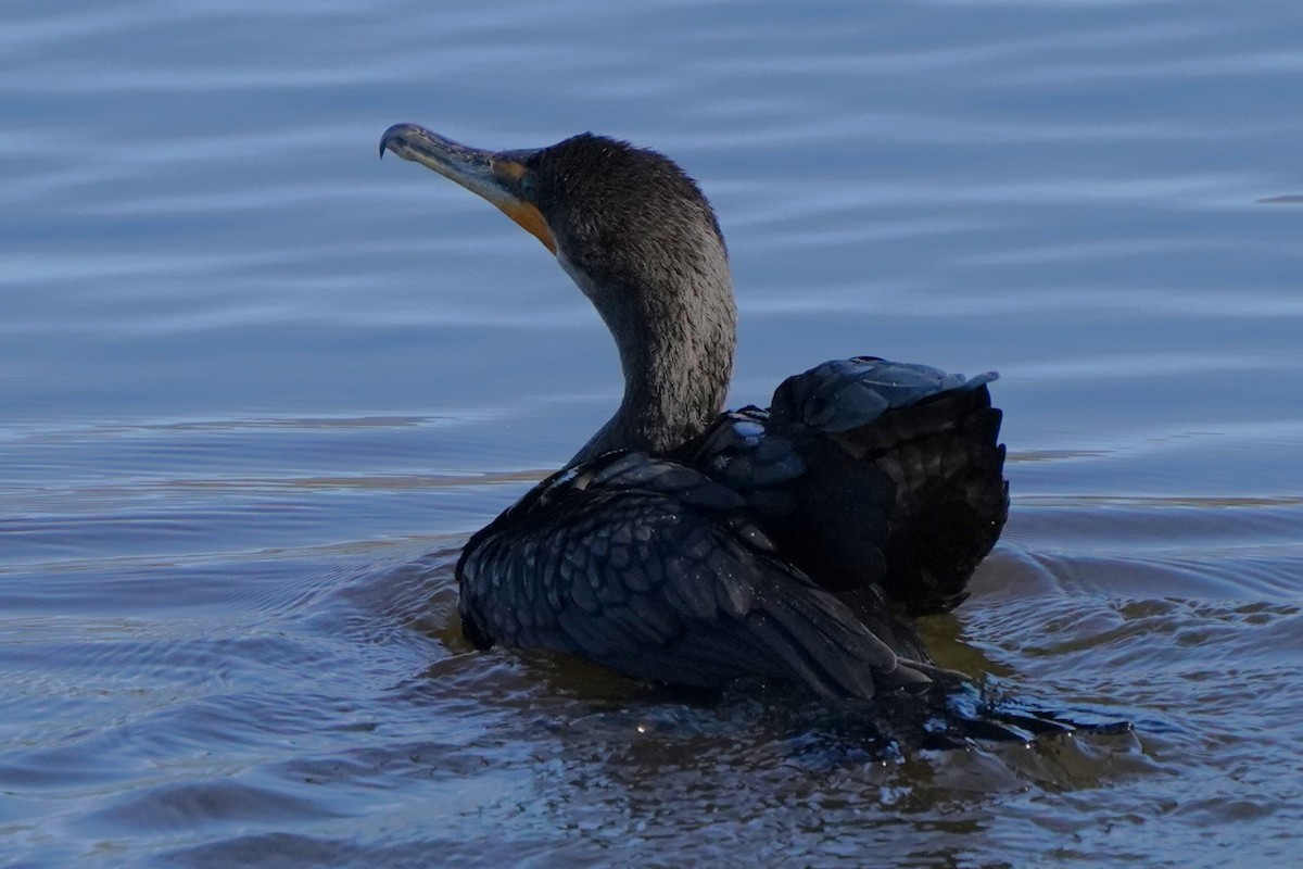 Double-crested Cormorant - ML646566320